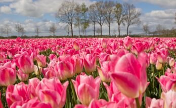 Tulip Flower: Complete Deep Guide – Tulip Mania, Dutch History, Biology, Economics & Symbolism