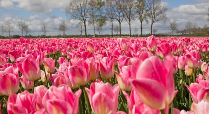 Tulip Flower: Complete Deep Guide – Tulip Mania, Dutch History, Biology, Economics & Symbolism