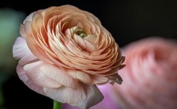 Ranunculus Flower: Complete Deep Guide – Layered Beauty, Symbolism, Ancient Charm, Emotional Meaning & Luxury Elegance