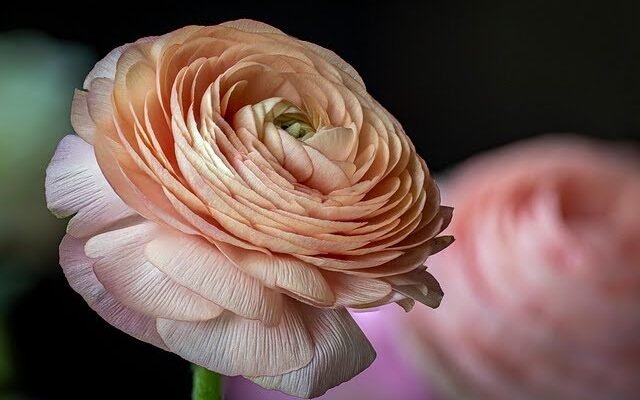 Ranunculus Flower: Complete Deep Guide – Layered Beauty, Symbolism, Ancient Charm, Emotional Meaning & Luxury Elegance