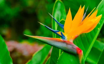 Bird of Paradise Flower: Complete Deep Guide – Tropical Evolution, Exotic Biology, Symbolism & Design Science
