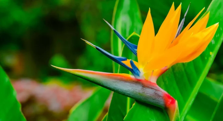 Bird of Paradise Flower: Complete Deep Guide – Tropical Evolution, Exotic Biology, Symbolism & Design Science