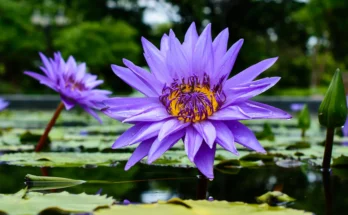Blue Lotus Flower: Complete Deep Guide – Ancient Egypt, Spiritual Symbolism, Science & Mythology