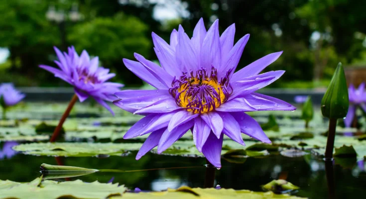 Blue Lotus Flower: Complete Deep Guide – Ancient Egypt, Spiritual Symbolism, Science & Mythology