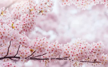 Cherry Blossom (Sakura): Complete Deep Guide – Japanese Culture, Biology, Philosophy & Emotional Symbolism