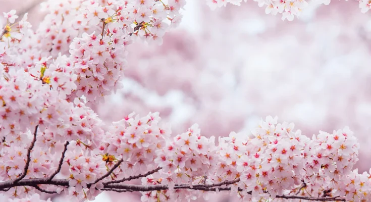 Cherry Blossom (Sakura): Complete Deep Guide – Japanese Culture, Biology, Philosophy & Emotional Symbolism