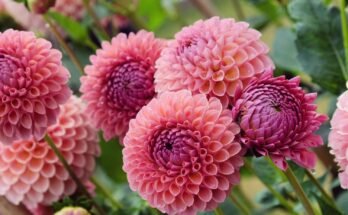 Dahlia Flower: Complete Deep Guide – Dramatic Beauty, Symbolism, Ancient Origins, Emotional Meaning & Botanical Perfection
