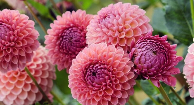 Dahlia Flower: Complete Deep Guide – Dramatic Beauty, Symbolism, Ancient Origins, Emotional Meaning & Botanical Perfection