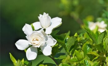 Gardenia Flower: Complete Deep Guide – Fragrance Science, Psychology, Biology & Luxury Symbolism