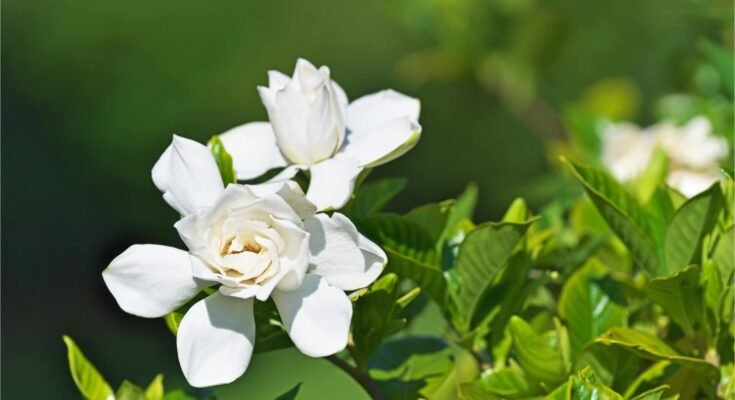 Gardenia Flower: Complete Deep Guide – Fragrance Science, Psychology, Biology & Luxury Symbolism