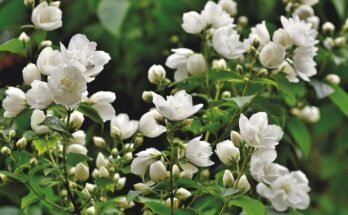 Jasmine Flower: Complete Deep Guide – Perfume Science, Psychology, Biology, Symbolism & Global Importance