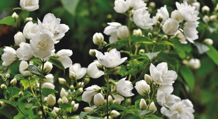 Jasmine Flower: Complete Deep Guide – Perfume Science, Psychology, Biology, Symbolism & Global Importance