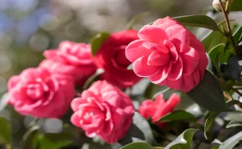 Camellia Flower: Complete Deep Guide – Tea Plant Connection, Biology, Luxury Symbolism & Cultural Importance