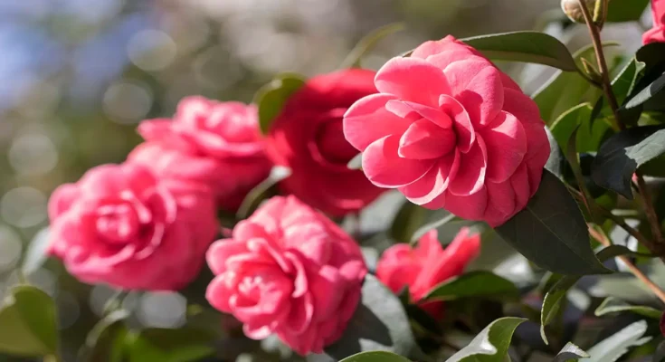 Camellia Flower: Complete Deep Guide – Tea Plant Connection, Biology, Luxury Symbolism & Cultural Importance
