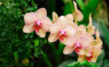 Orchid Flower: Complete Deep Guide – Exotic Evolution, Luxury Symbolism, Biology, Psychology & Global Fascination