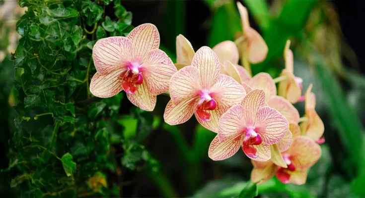 Orchid Flower: Complete Deep Guide – Exotic Evolution, Luxury Symbolism, Biology, Psychology & Global Fascination