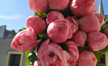 Peony Flower: Complete Deep Guide – Imperial History, Luxury Symbolism, Biology, Romance & Cultural Prestige