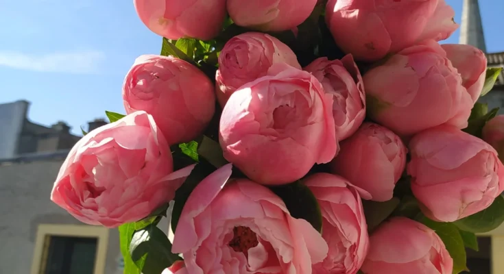 Peony Flower: Complete Deep Guide – Imperial History, Luxury Symbolism, Biology, Romance & Cultural Prestige
