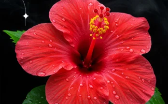 Hibiscus Flower: Complete Deep Guide