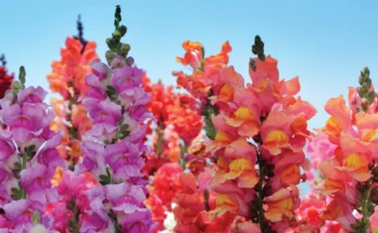 Snapdragon Flower: Complete Deep Guide – Dragon Mythology, Symbolism, Ancient Legends, Spiritual Meaning & Vibrant Beauty