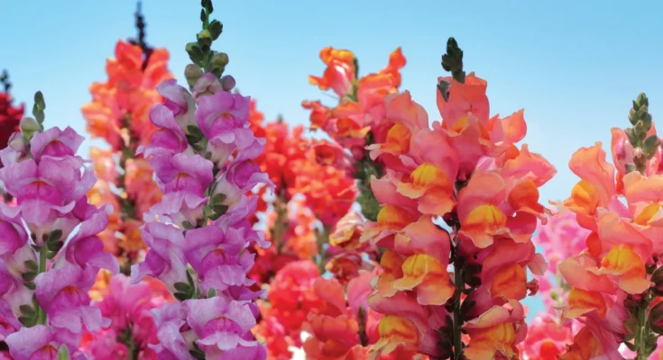 Snapdragon Flower: Complete Deep Guide – Dragon Mythology, Symbolism, Ancient Legends, Spiritual Meaning & Vibrant Beauty