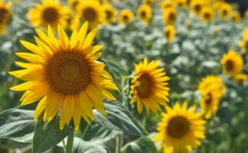 Sunflower Farming and Business: Complete Advanced Guide – Agriculture, Psychology, Profitability & Global Importance