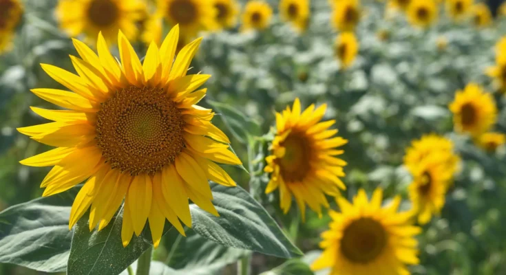 Sunflower Farming and Business: Complete Advanced Guide – Agriculture, Psychology, Profitability & Global Importance